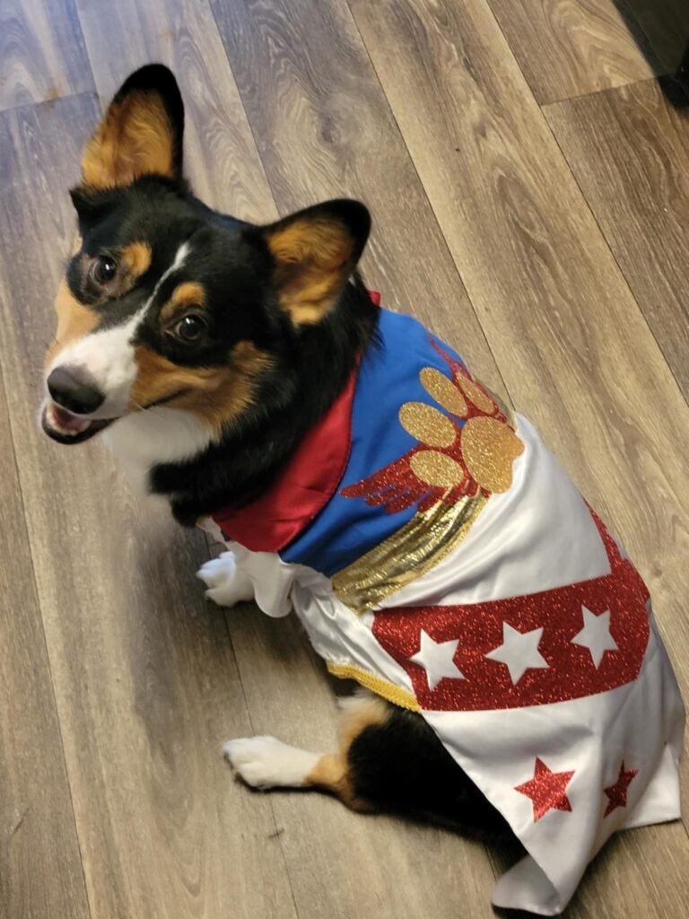 A picture of a tri-colored corgi in an outfit inspired by The American Nightmare Cody Rhodes.